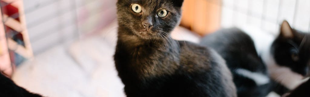 Foto de Miquet
