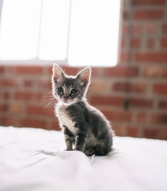 Little kitten on a bed