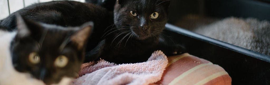 Foto de Mico