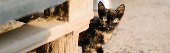 Foto de Petita carey