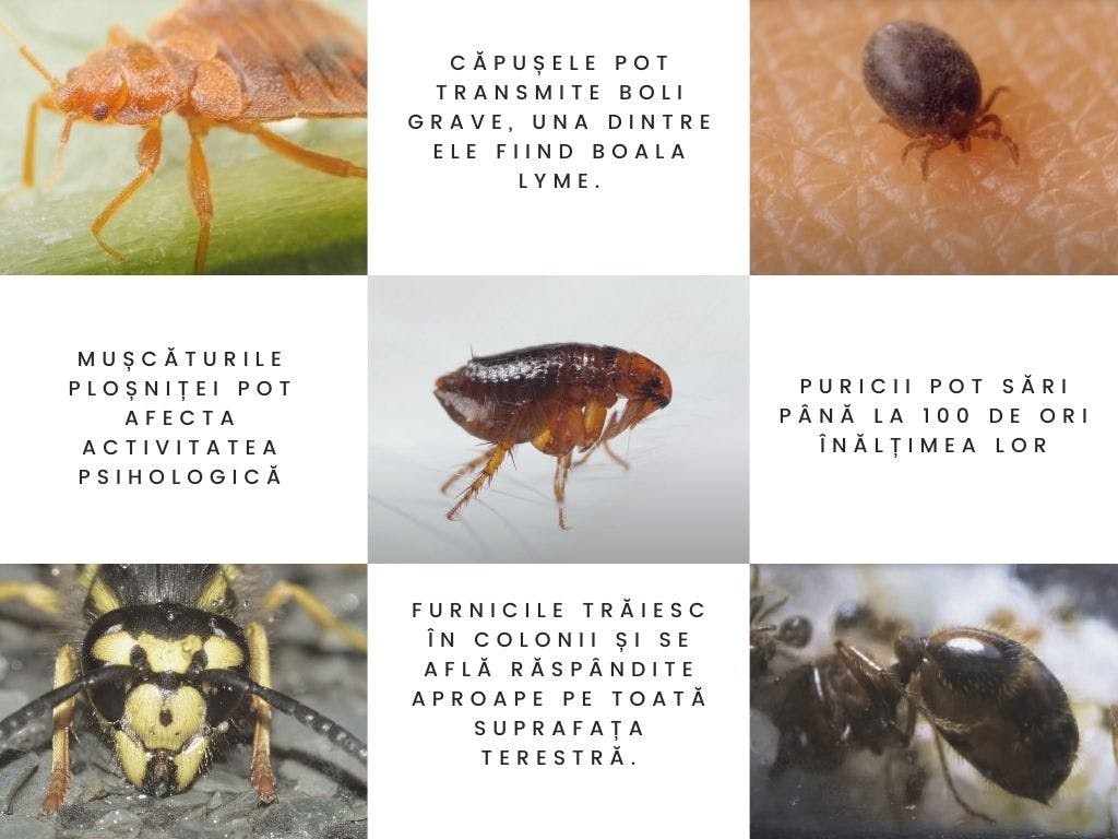 Insecta de vierme - Paraziți umani și tratament