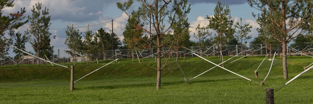 arbori si pini cu tutori plantati in parc