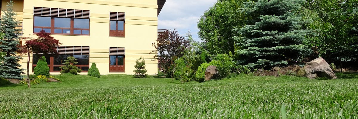 o casa cu gradina plina de gazon natural cu brad si alte plante