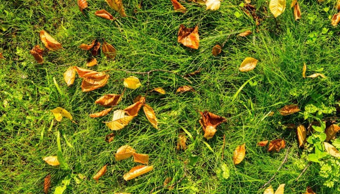 Fertilizare toamna gazon