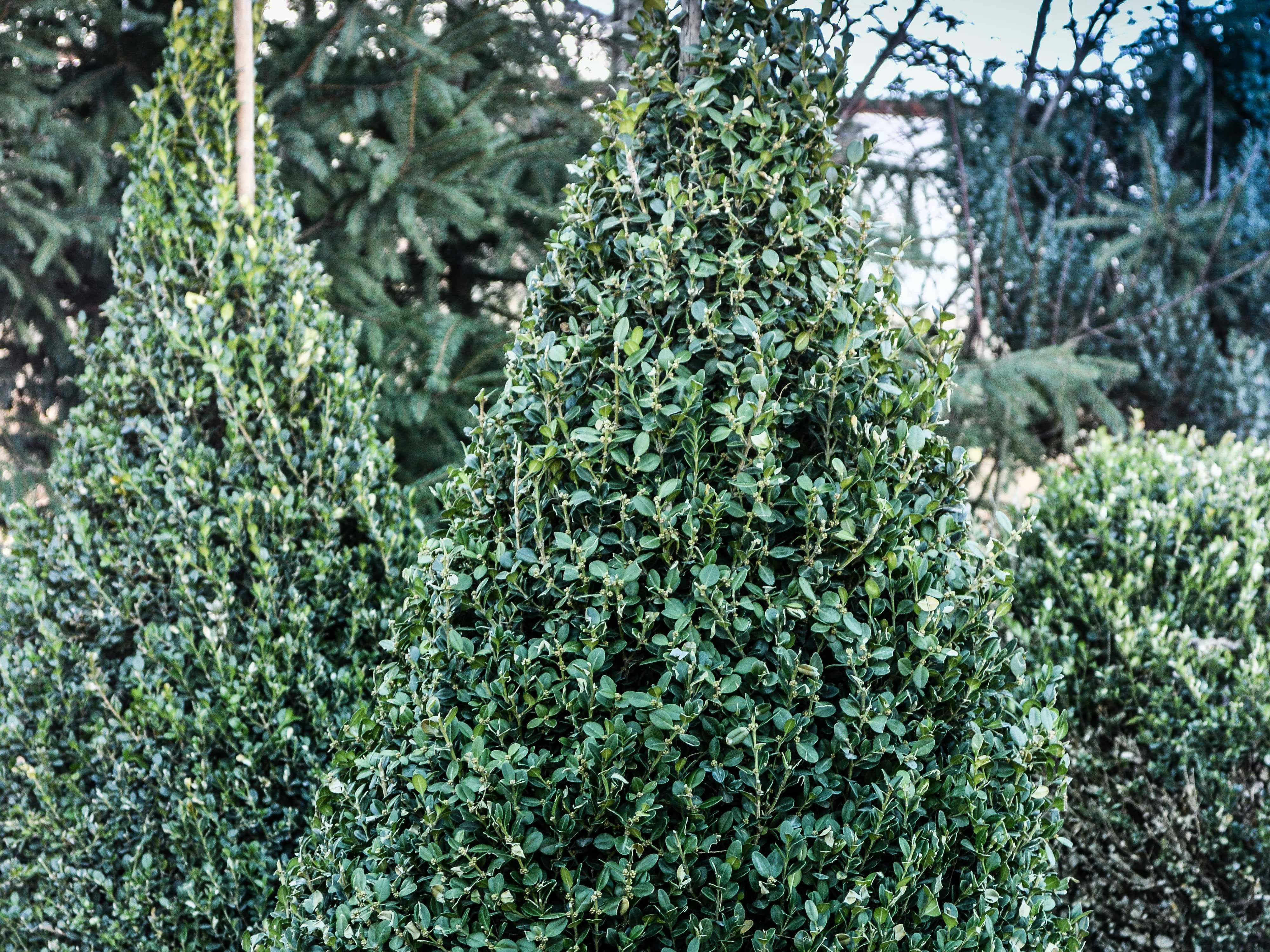 Buxus