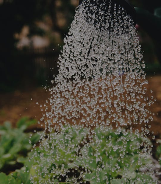 Fertilizant lichid