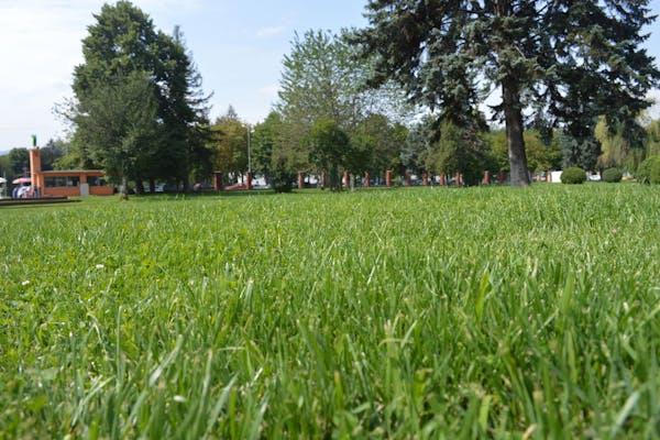 gazon close-up cu arbori in departare