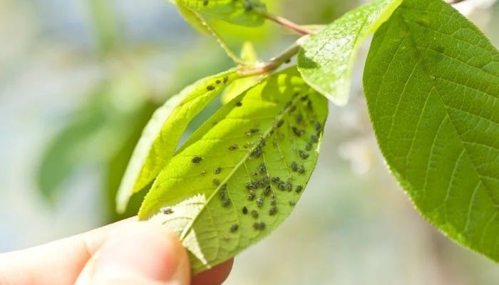 Aplicarea pesticidelor