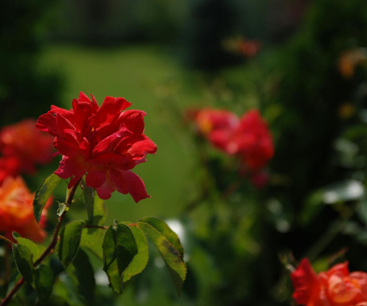 trandafir salbatic rosu