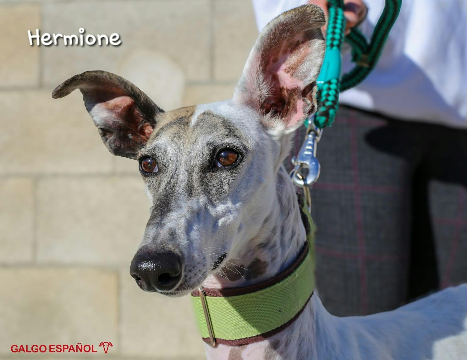 los galgos se sienten solos