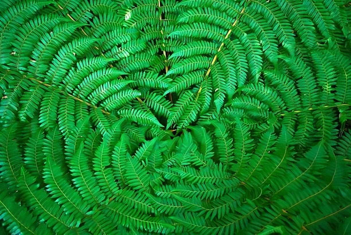 ferns in a fractal pattern