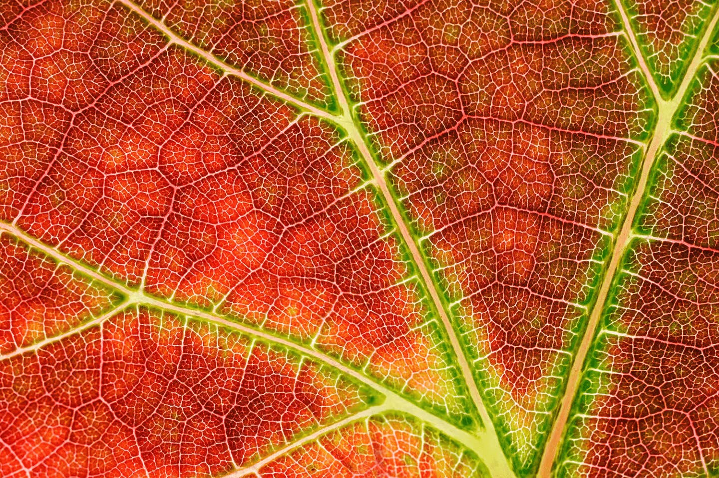 a leaf in a fractal pattern