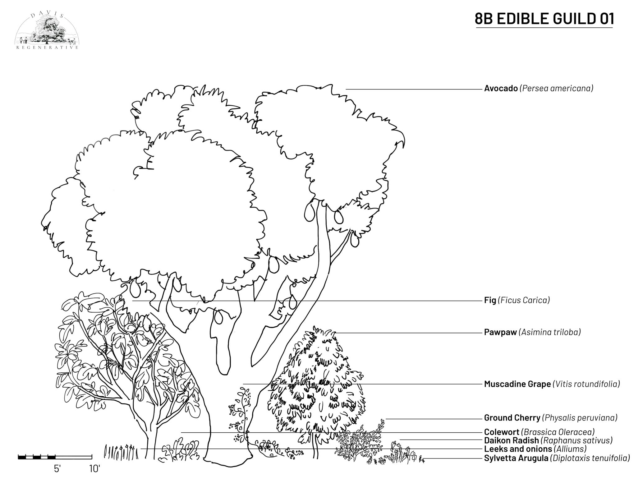 Illustration of an 8B edible plant guild, featuring avocado, fig, pawpaw, muscadine grape, ground cherry, colewort, daikon radish, leeks and onions, and sylvetta arugula, arranged in a layered permaculture design for optimal growth and mutual benefit.