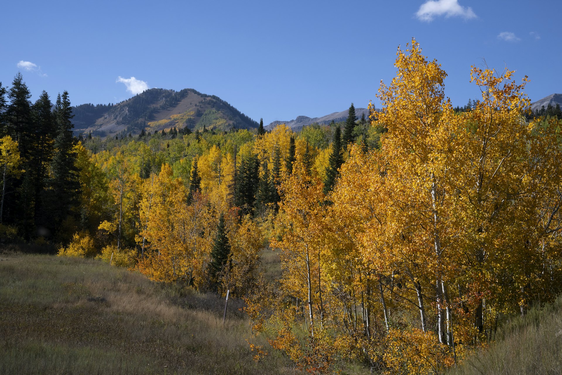 Default description for the image