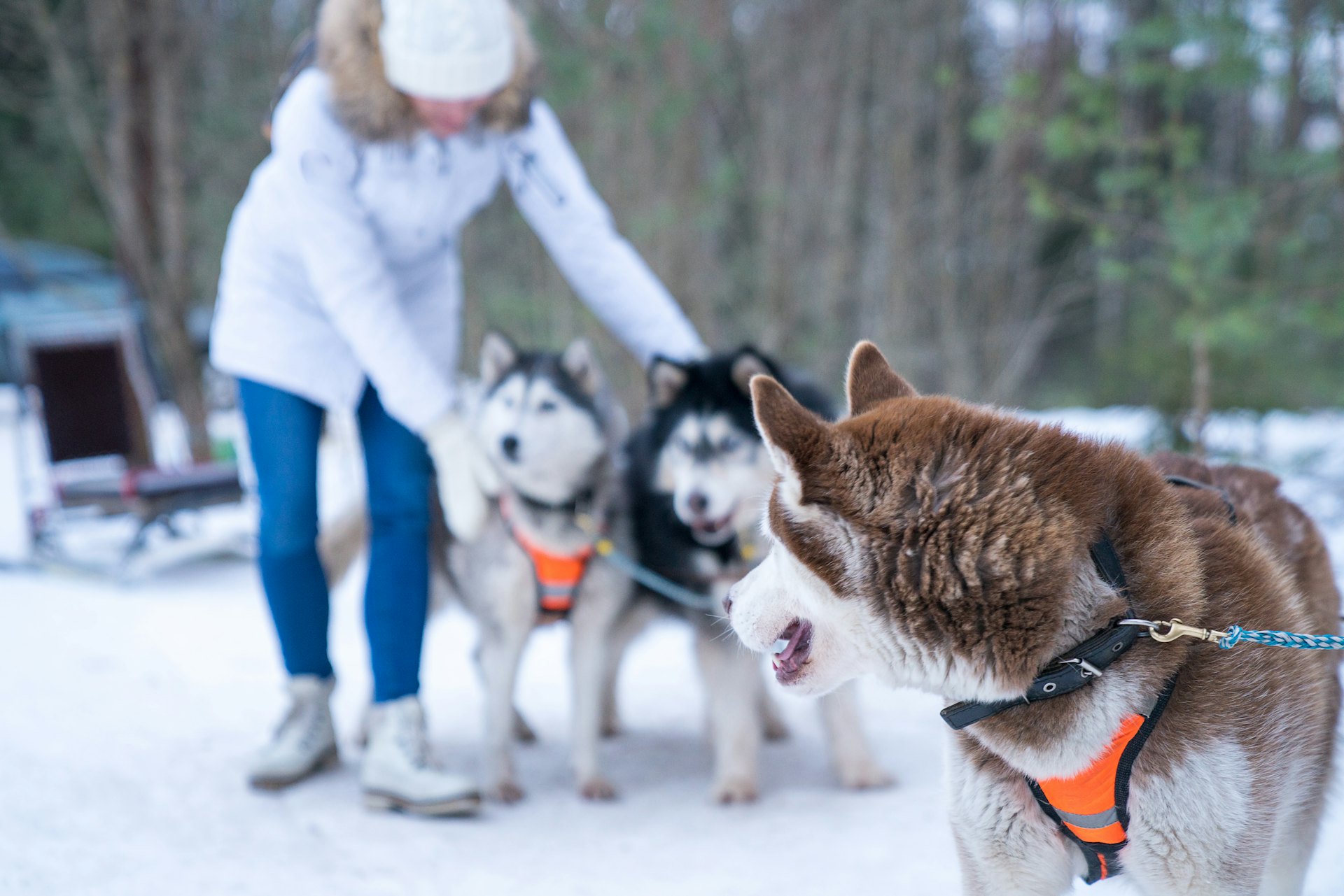dog boarding steamboat springs