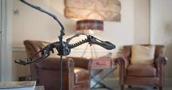 A pterodactyl skeleton at Darwin's Townhouse, Hotel, Shrewsbury, England