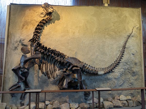Cast of a Camarasaurus lentus