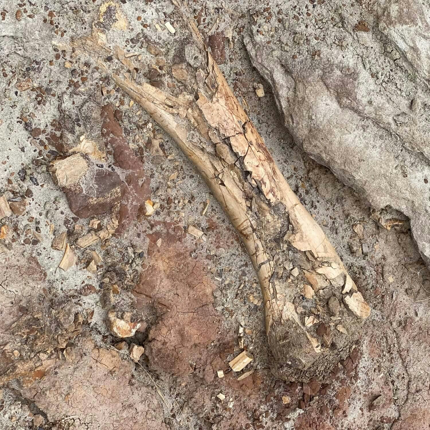 Dinosaur bone, Alberta, Canada