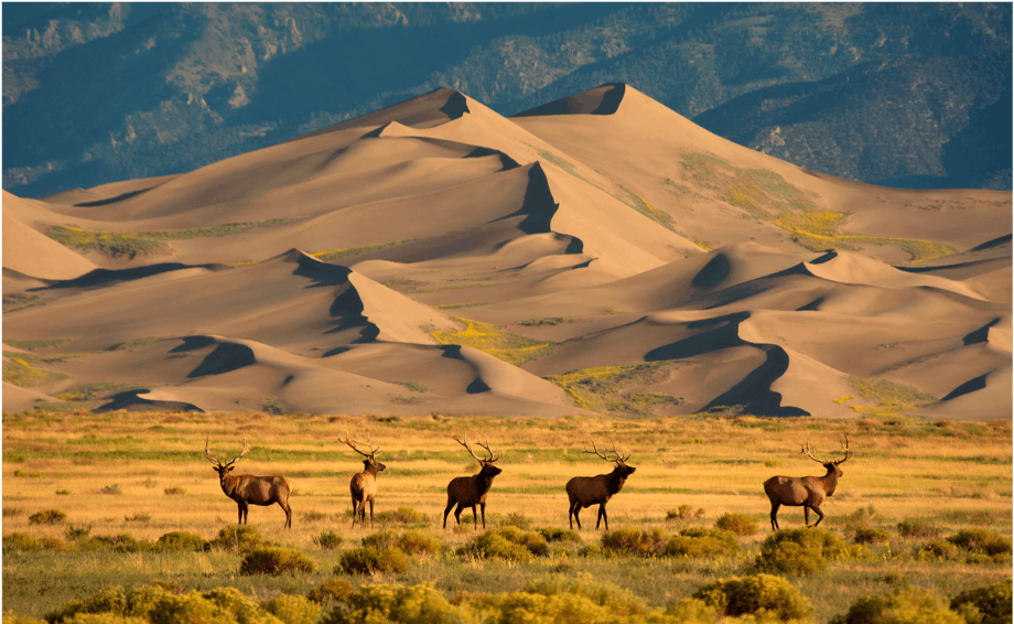 Star Dunes in Great Sand Dunes National Park