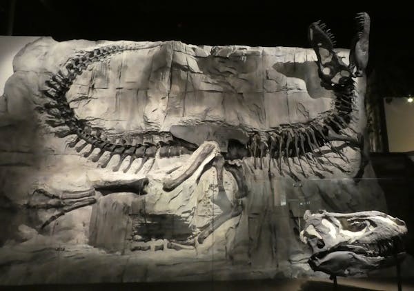 Royal Tyrell Museum's Tyrannosaurus specimen known as ‘Black Beauty’