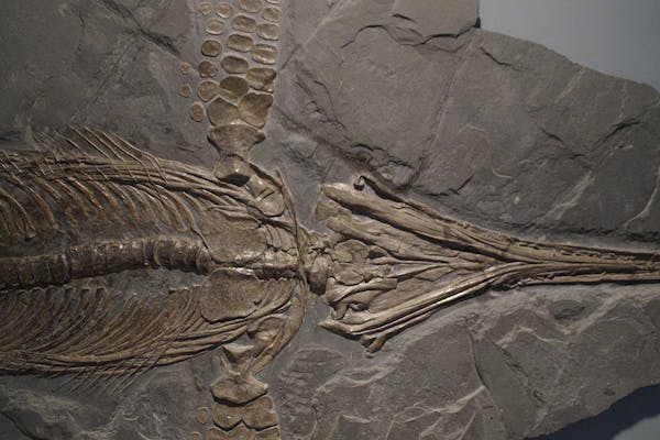 Ichthyosaurs skeleton