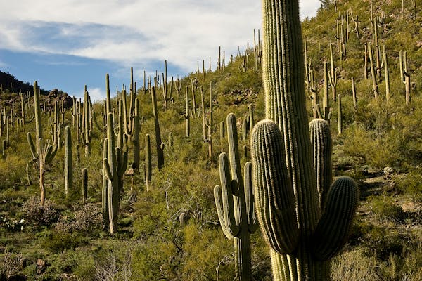 A stand of Saguaro in Saguaro National Park
