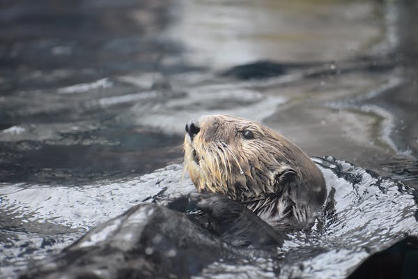 Southern (or California) sea otter