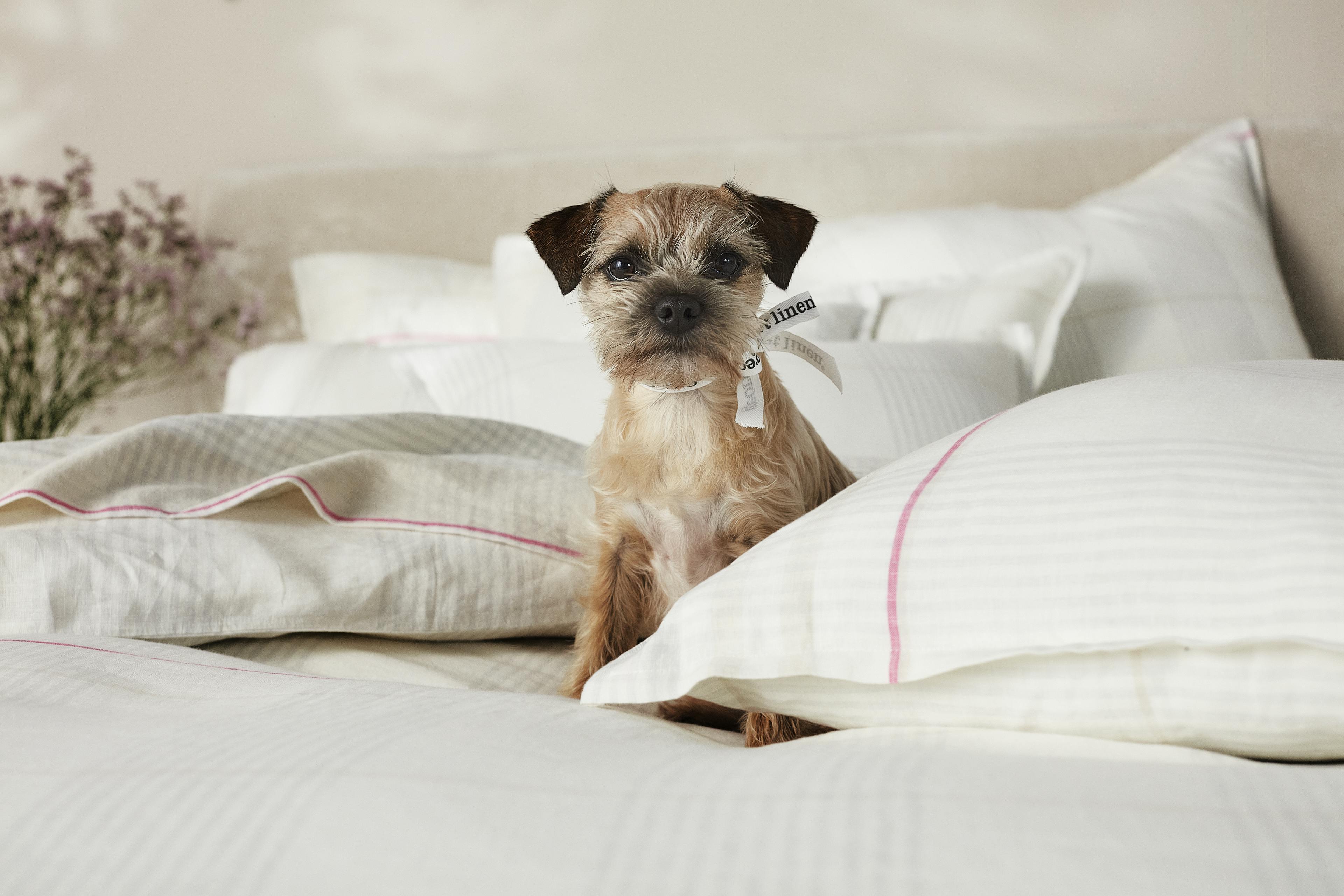 Dog sitting in bed
