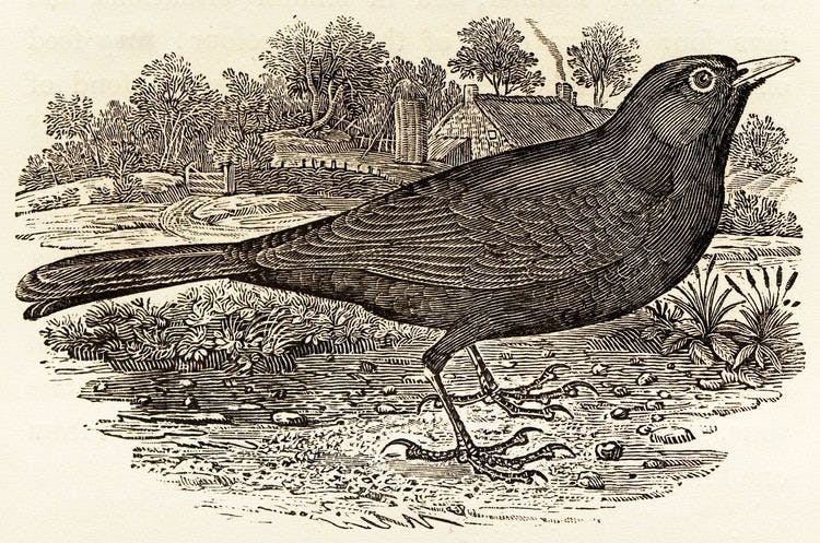 A black illustration of a bird in a natural environment. The feathers are drawn in exquisite detail. 