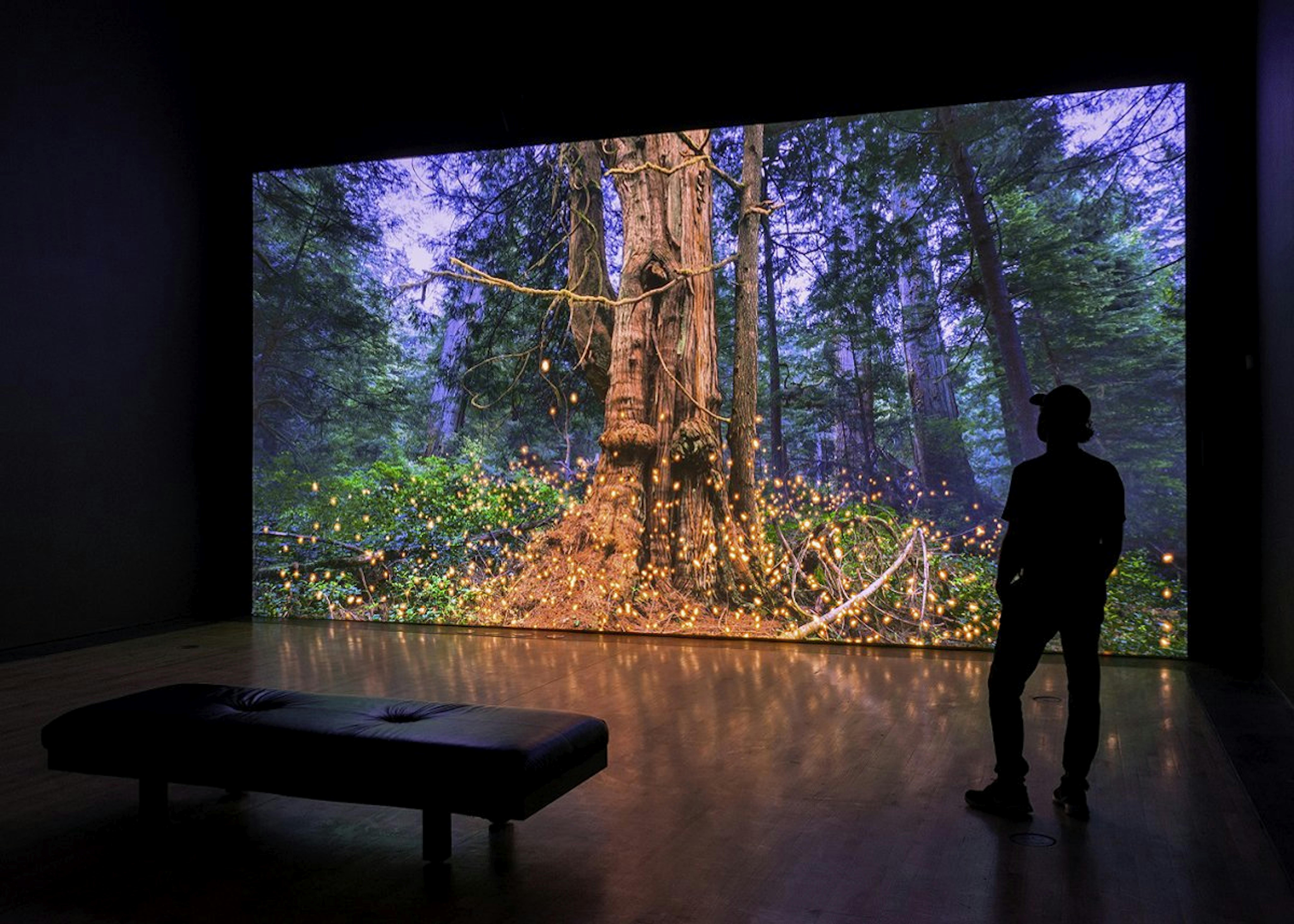An installation of a film projected at scale. A figure in the foreground provides a sense of scale and is half of the size of the screen. The film depicts a large ancient tree surrounded by digital lights depicted in a rain forest just as the sun is setting. 