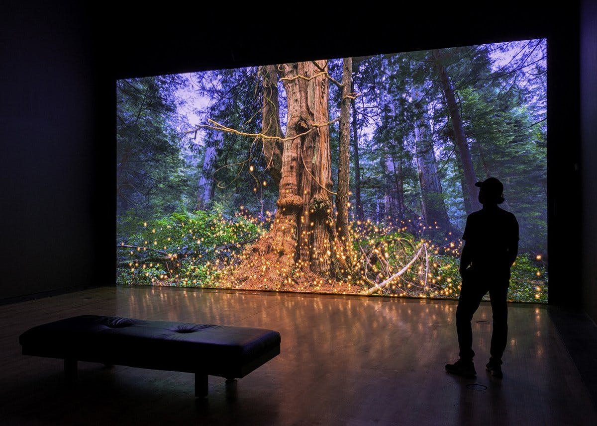 An installation of a film projected at scale. A figure in the foreground provides a sense of scale and is half of the size of the screen. The film depicts a large ancient tree surrounded by digital lights depicted in a rain forest just as the sun is setting. 