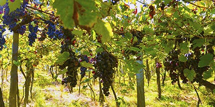 Imagem de vinhedo em Caxias do Sul, no Rio Grande do Sul. A foto mostra a plantação de uvas maduras em dia ensolarado.