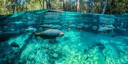 Imagem de água cristalina com peixes e árvores ao fundo em Sorriso, no Mato Grosso.