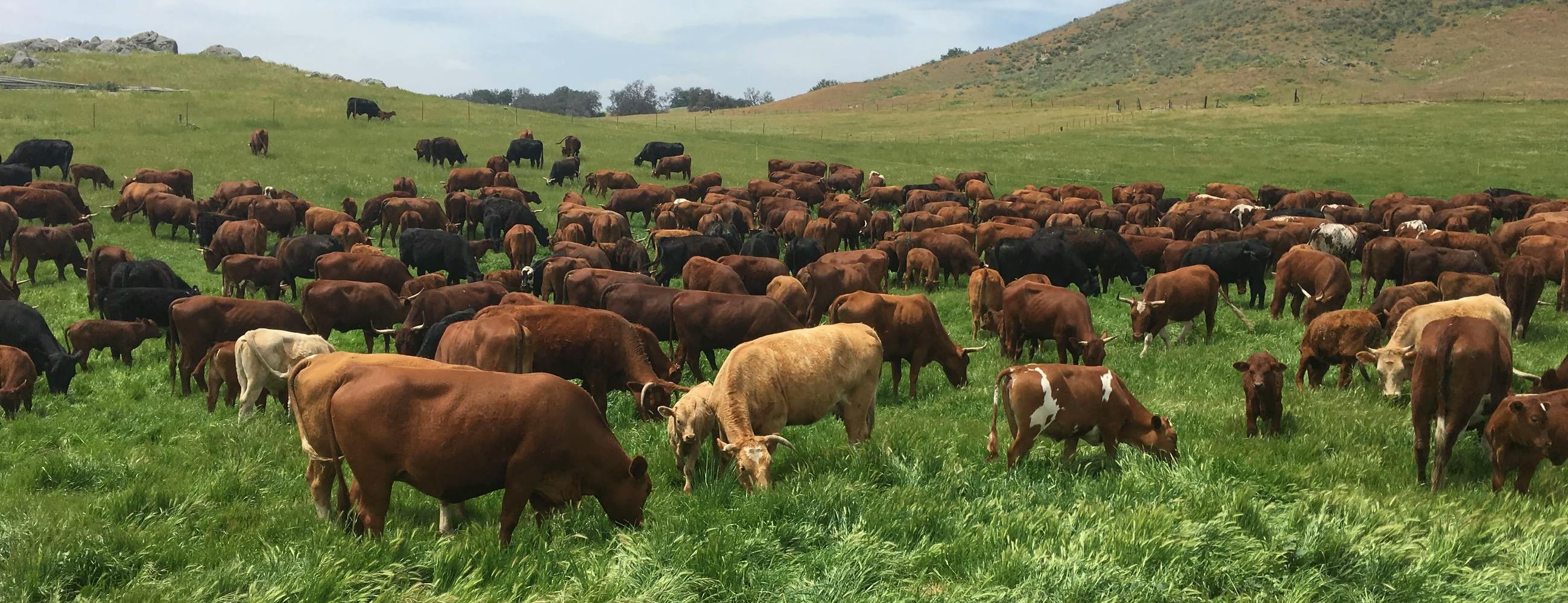 Herd of cows at farm selling bulk meat and dairy on preorder.