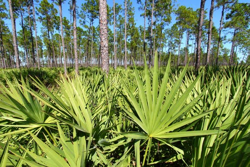We explore the relationship between Saw Palmetto and hair loss, its effectiveness as a natural remedy