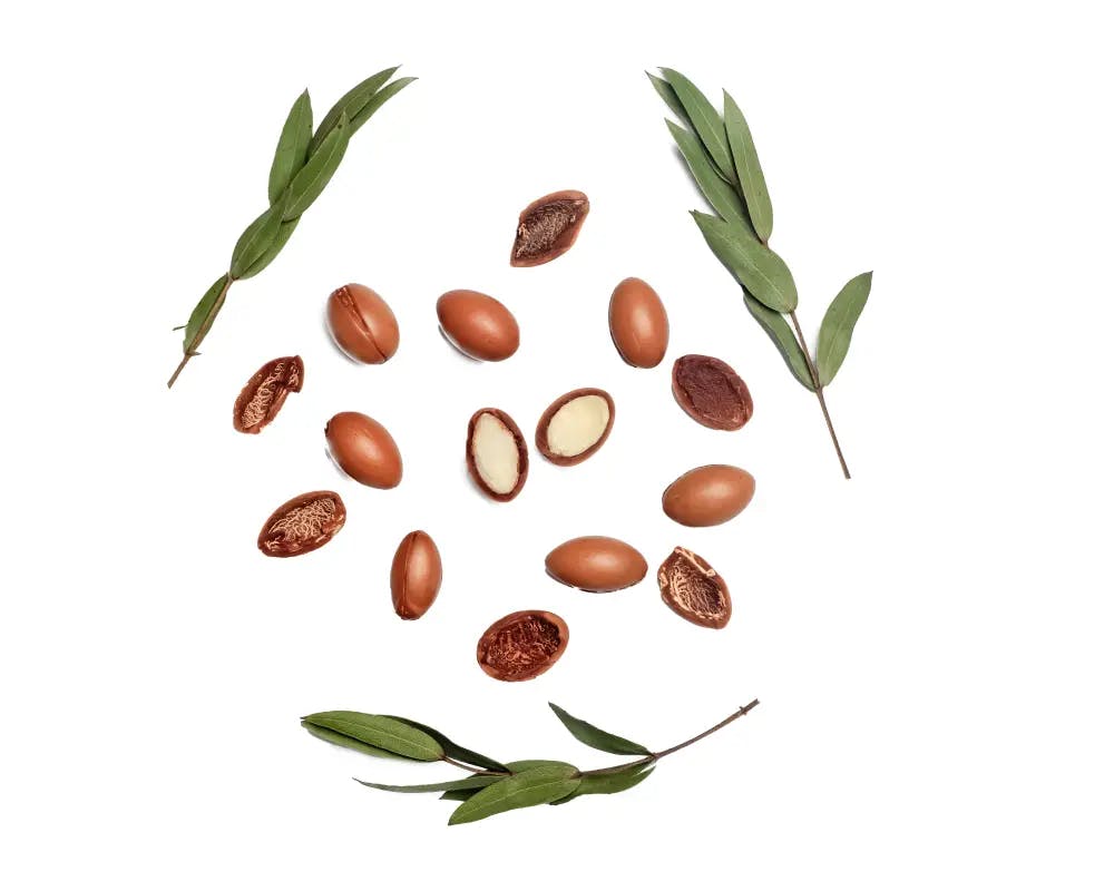 Senegal acacia