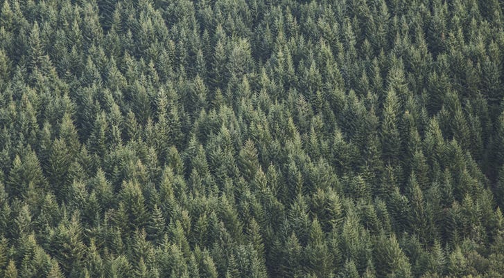 Forrest aerial shot