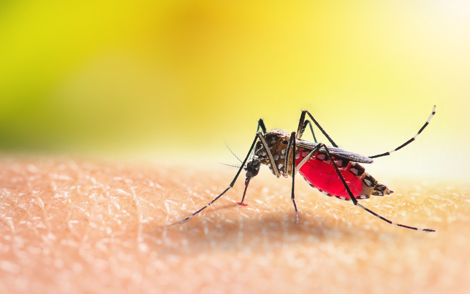 traitement paludisme