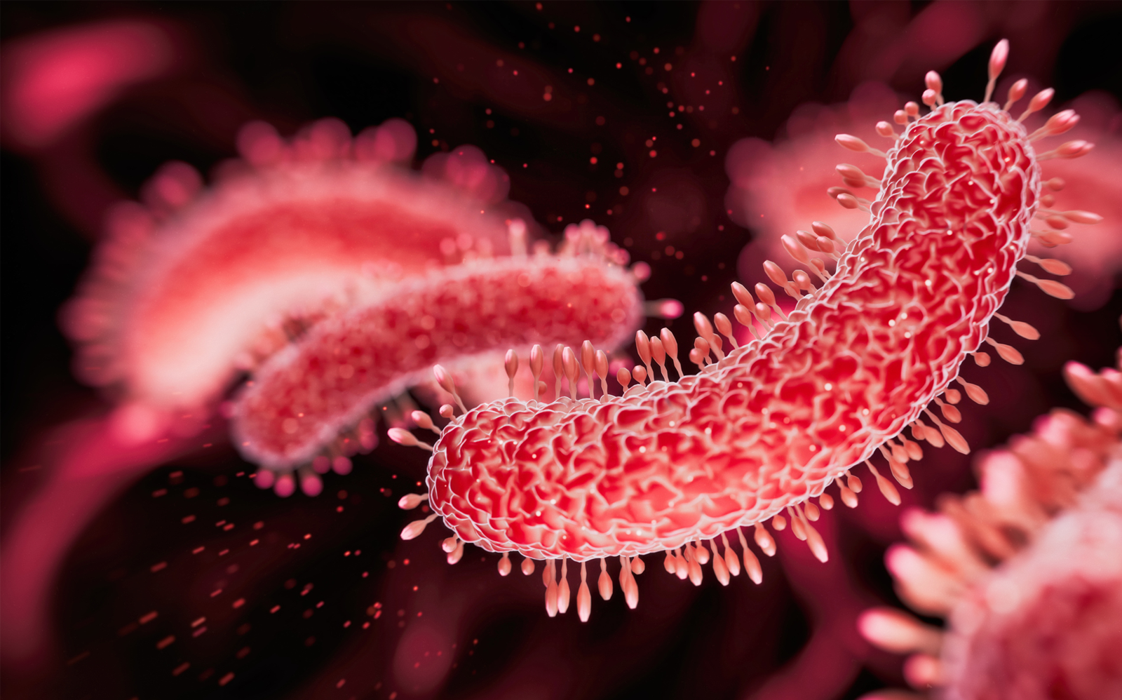 symptômes de la septicémie