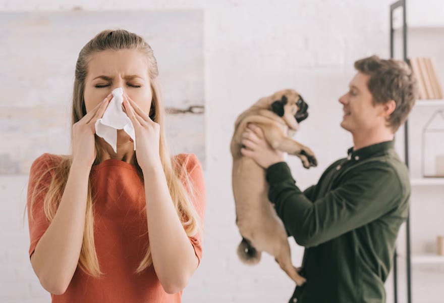 éternuments poils allergie aux animaux