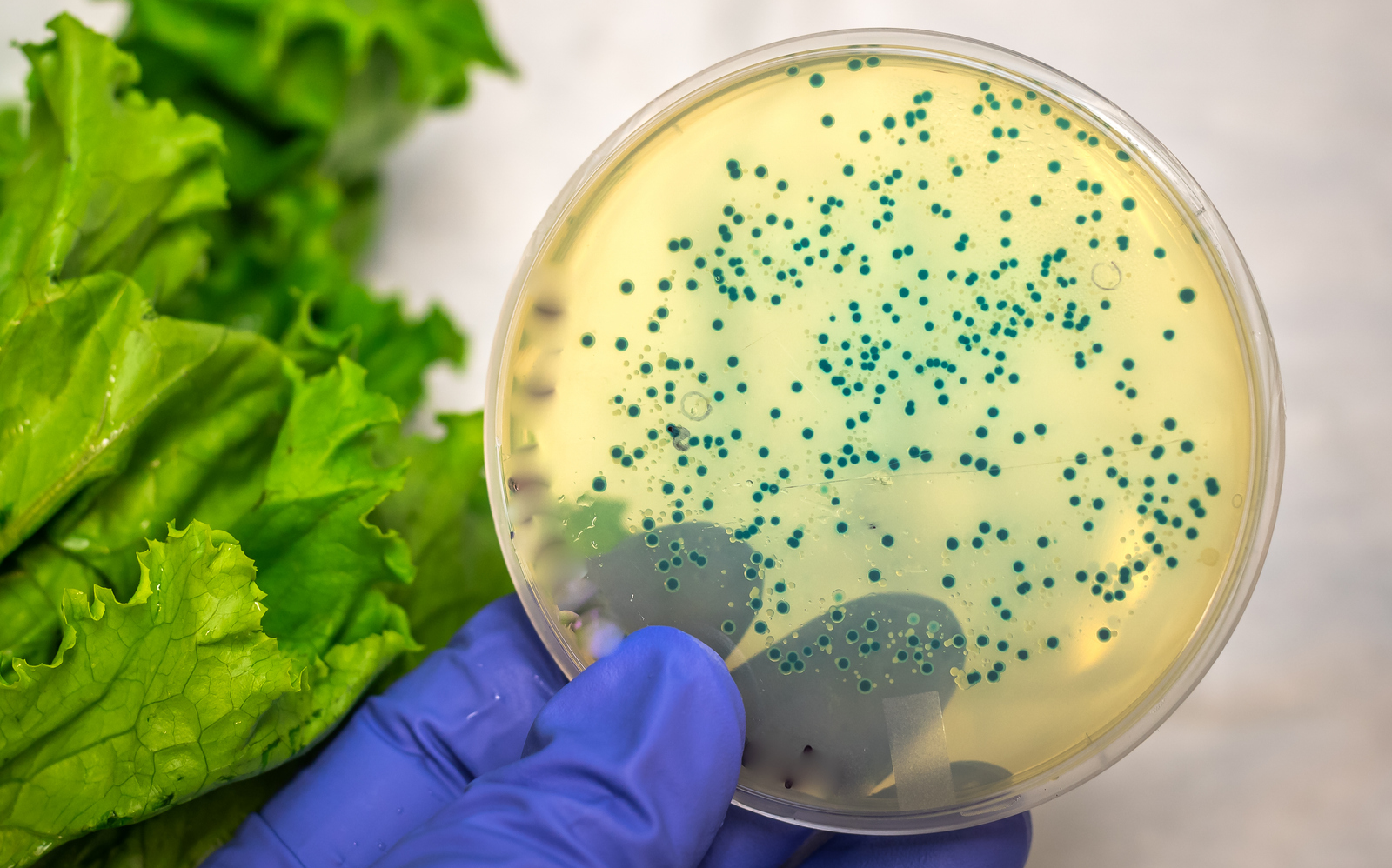 les symptômes de la listériose