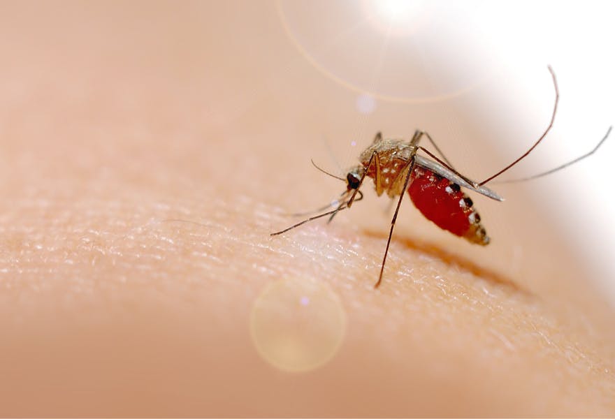 voyage se protéger du paludisme