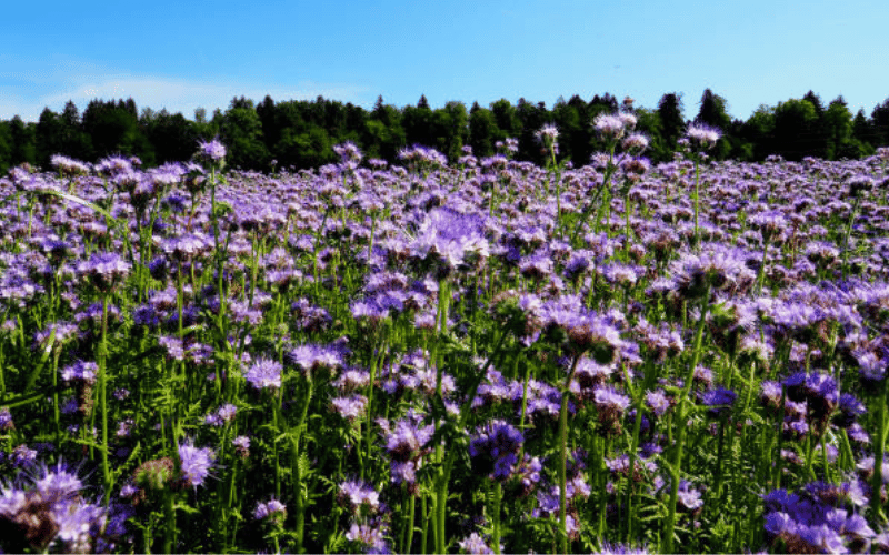 fleur de bourrache