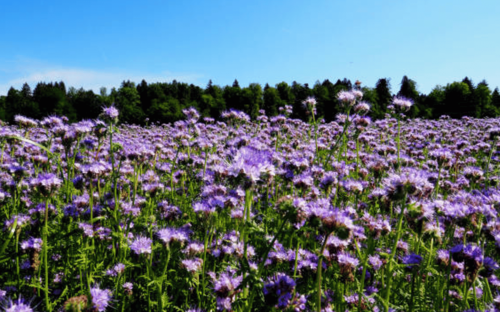 fleur de bourrache