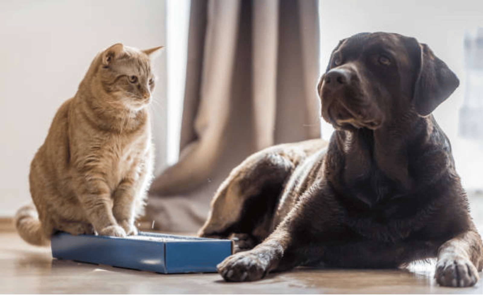 chien et chat puces