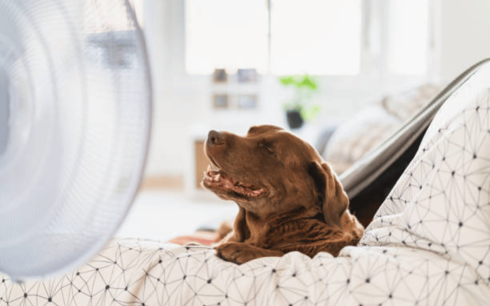 chien et chaleur