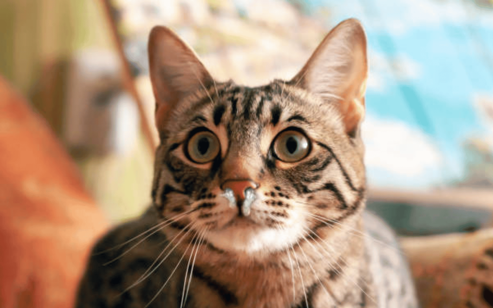 Le Coryza du chat