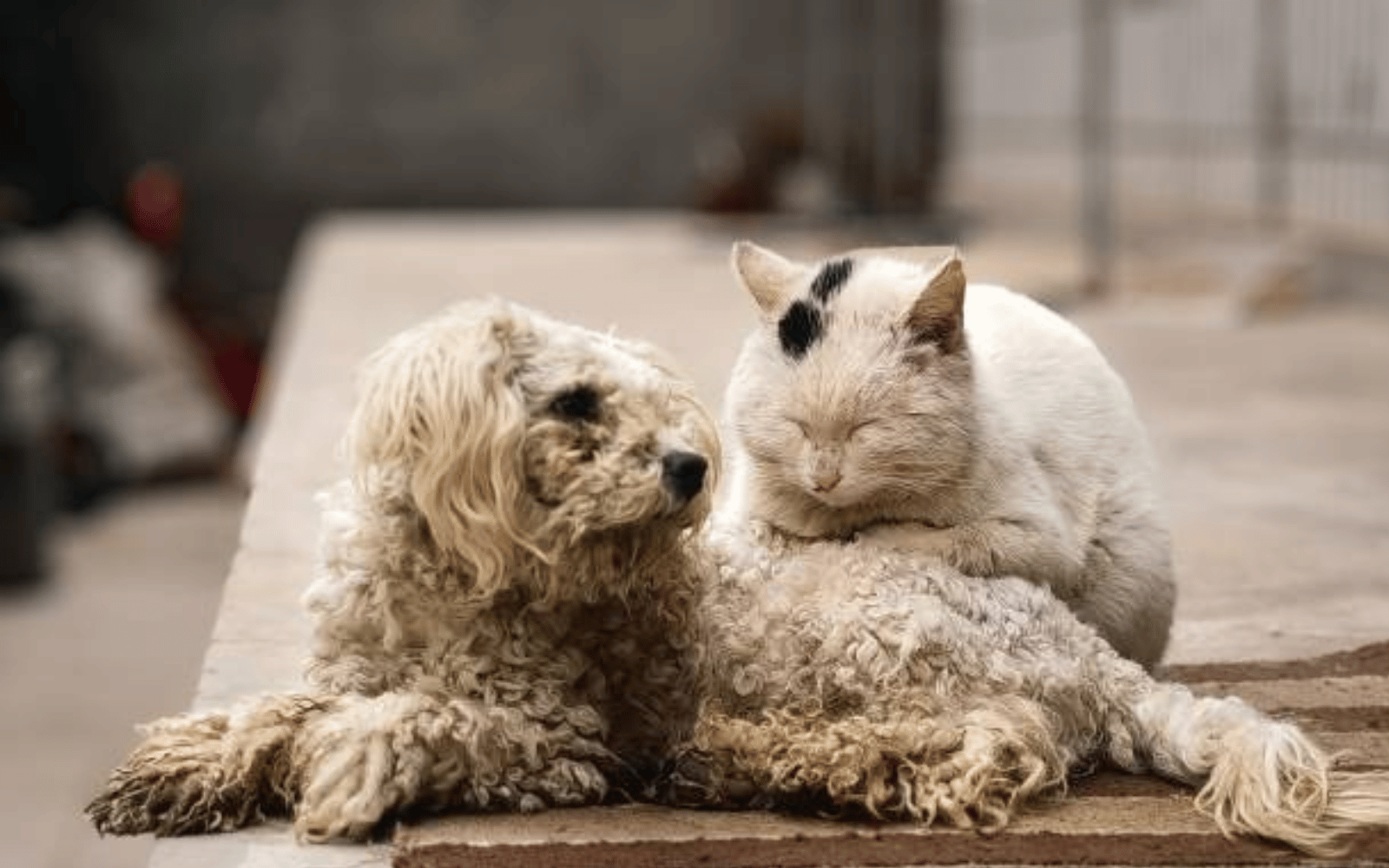 chat et chien