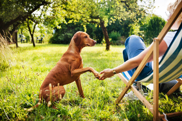 jardin et chien
