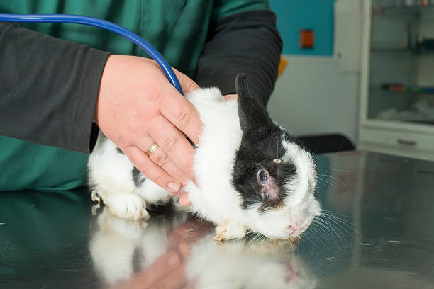 lapin